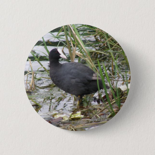 Coot en el botón Riverbank (Anverso)