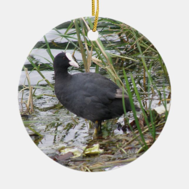 Coot en el ornamento de Riverbank (Frente)