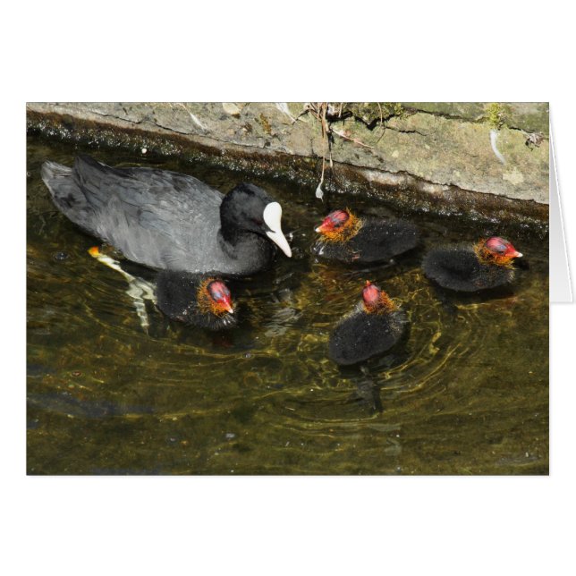 Coots de corte (Anverso (Horizontal))