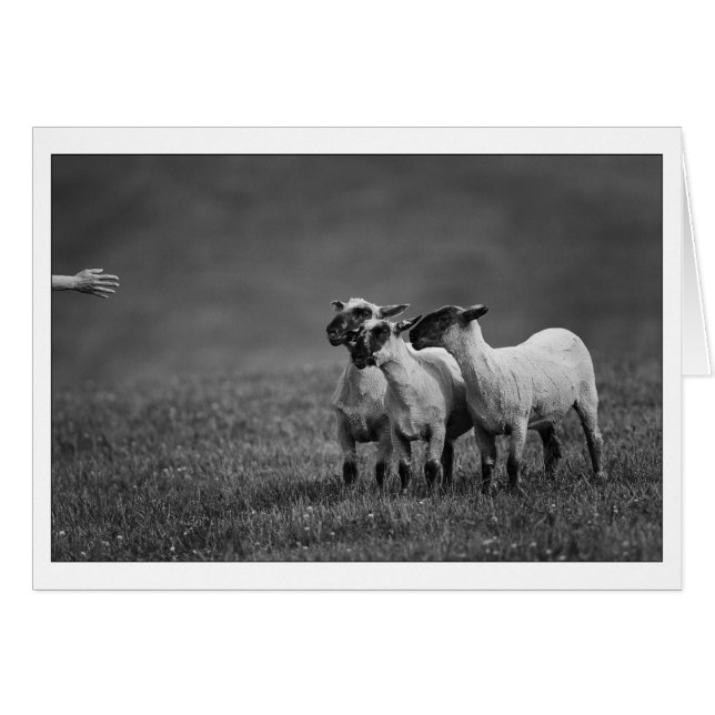 Copia IMG_9504 (Anverso (Horizontal))