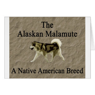 Copia nativa de la raza del malamute