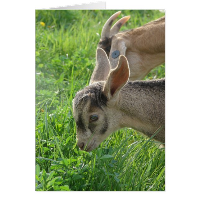 Copiando a mamá (Frente)