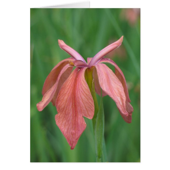 Copper Iris (Frente)