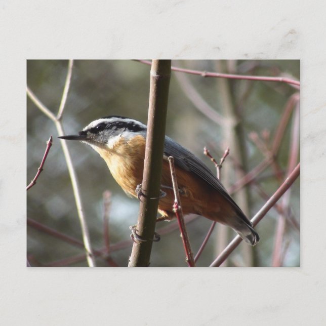 Coquetear la tarjeta postal Nuthatch (Anverso)