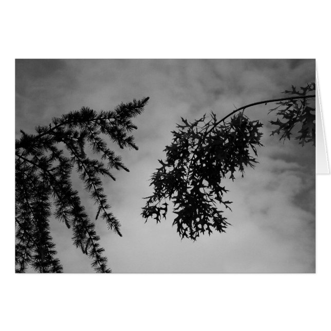 Coqueteo (Anverso (Horizontal))