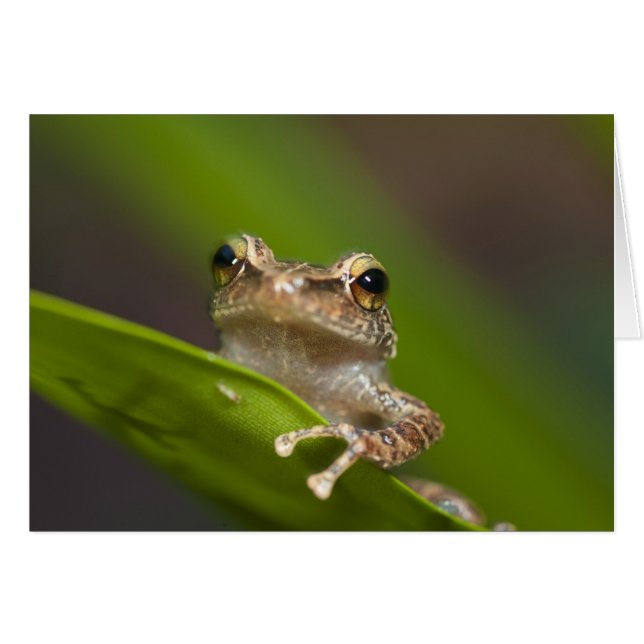 Coqui común, Eleutherodactylus coqui (Anverso (Horizontal))
