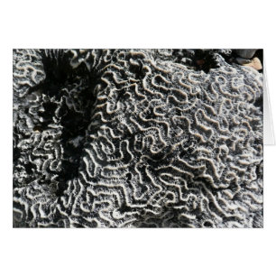 Coral blanco y negro I Resumen foto natural