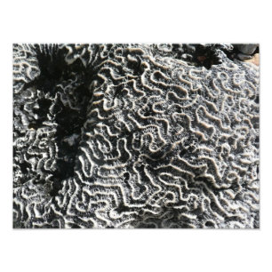 Coral blanco y negro I Resumen foto natural