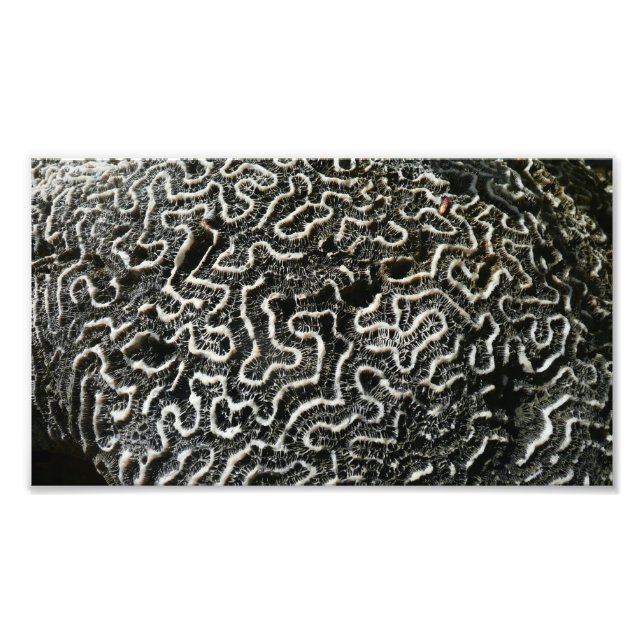 Coral blanco y negro II Resumen Foto de la natural (Frente)