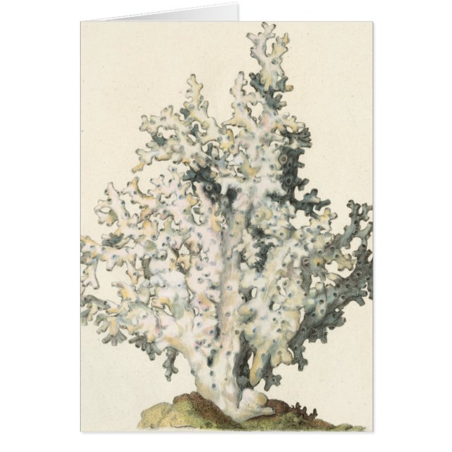 Coral de acuarela antigua (Frente)