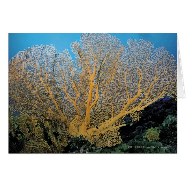Coral de Gorgonian (Anverso (Horizontal))