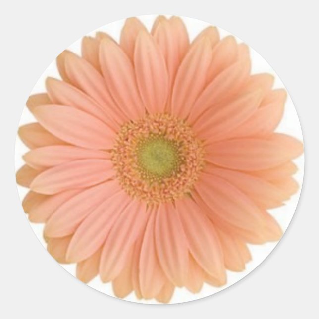 Coral Gerbera Daisy Pegatina (Anverso)