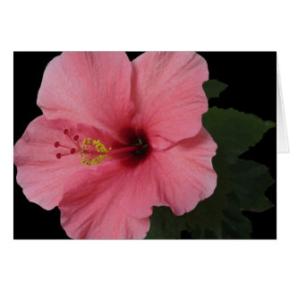 Coral Hibiscus