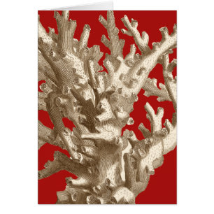 Coral pequeño en rojo