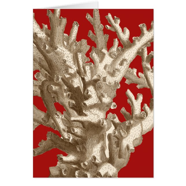 Coral pequeño en rojo (Frente)