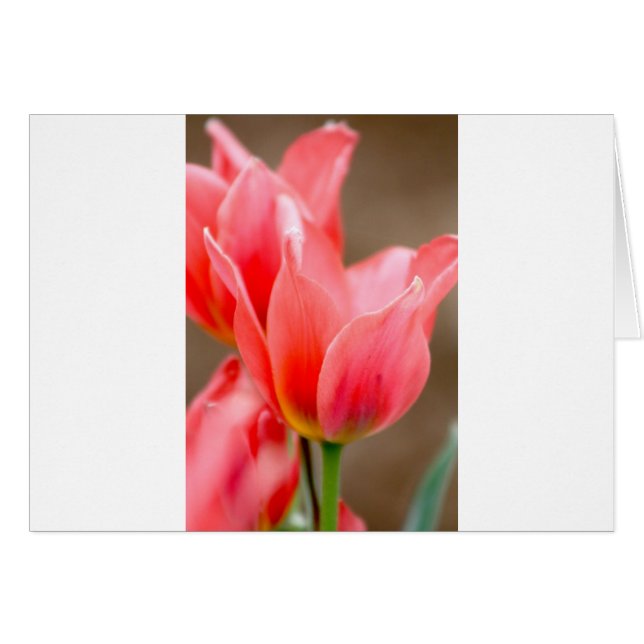 Coral Tulip (Anverso (Horizontal))