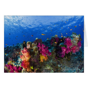 Corales suaves en el filón bajo, Fiji