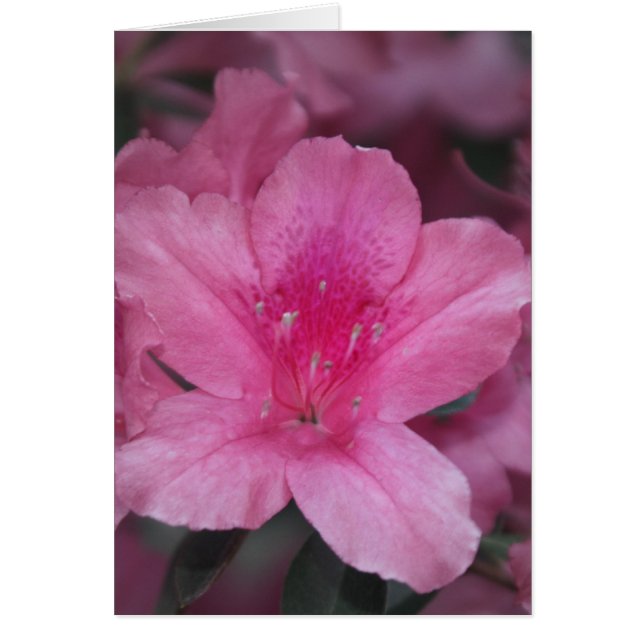 Corazón alegre (Frente)