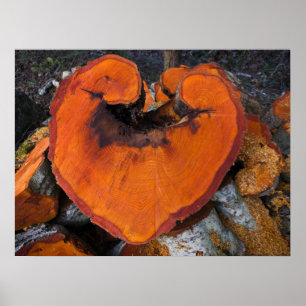 Corazón de Aliso - Póster