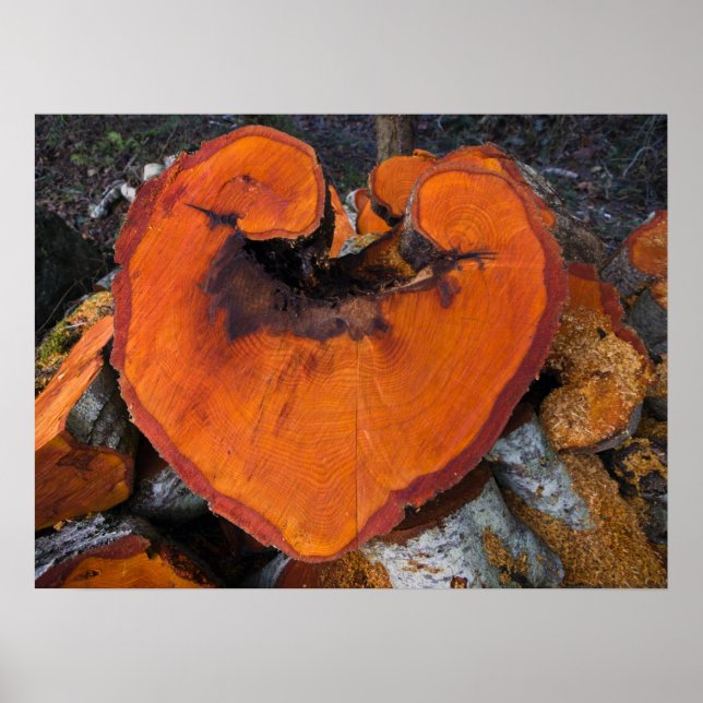 Corazón de Aliso - Póster (Frente)