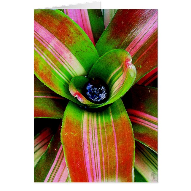 Corazón de Bromeliad (Frente)