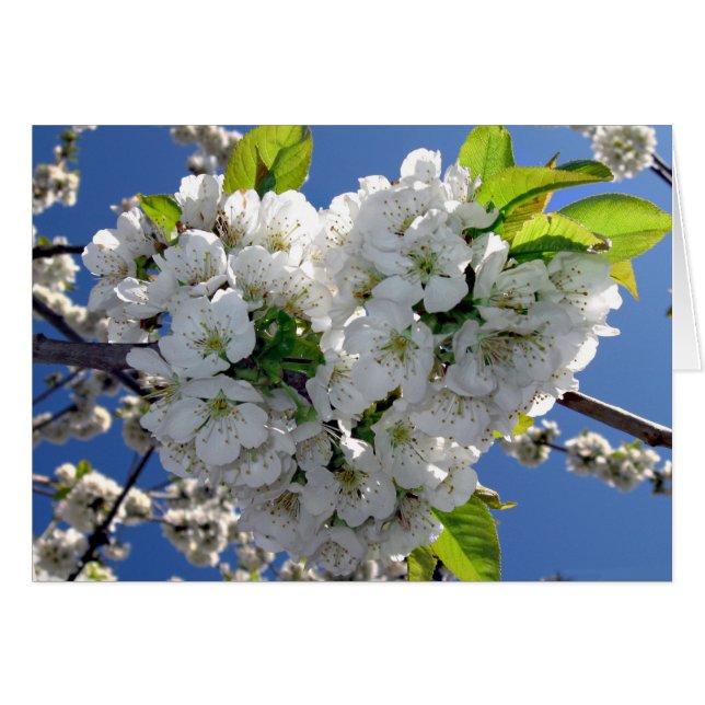 Corazón de flores de cerezo (Anverso (Horizontal))