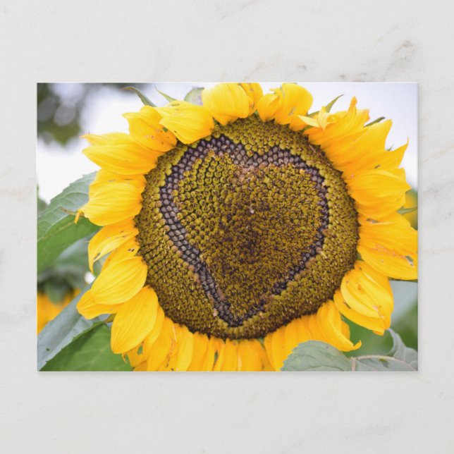 Corazón de girasol - postal (Anverso)