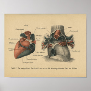 Corazón de impresión de anatomía alemán de 1888