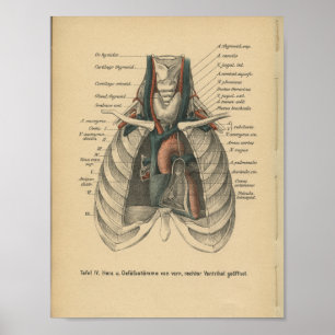 Corazón de impresión de anatomía alemán de 1888