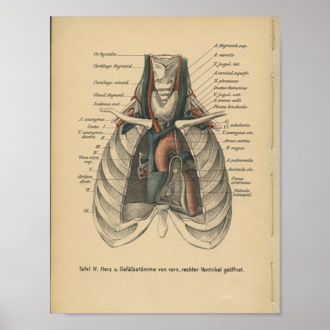 Corazón de impresión de anatomía alemán de 1888 (Frente)
