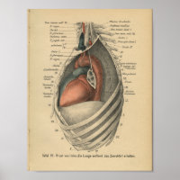 Corazón de impresión de anatomía alemán de 1888