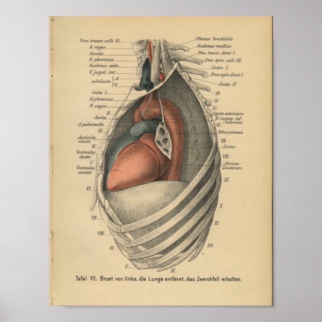 Corazón de impresión de anatomía alemán de 1888 (Frente)
