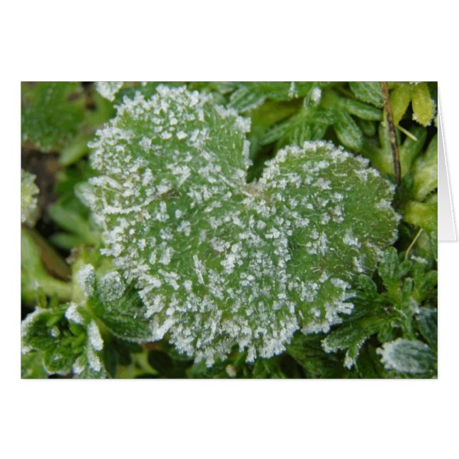 Corazón helado verde (Anverso (Horizontal))