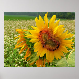 Corazón salvaje, girasoles, impresiones