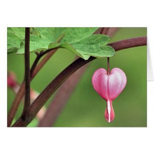 Corazón sangrante