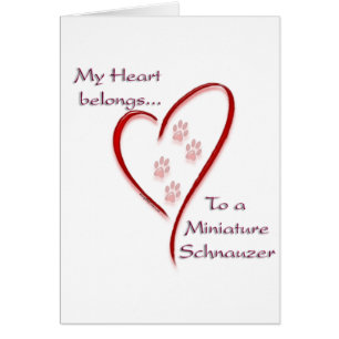 Corazón Schnauzer en miniatura pertenece
