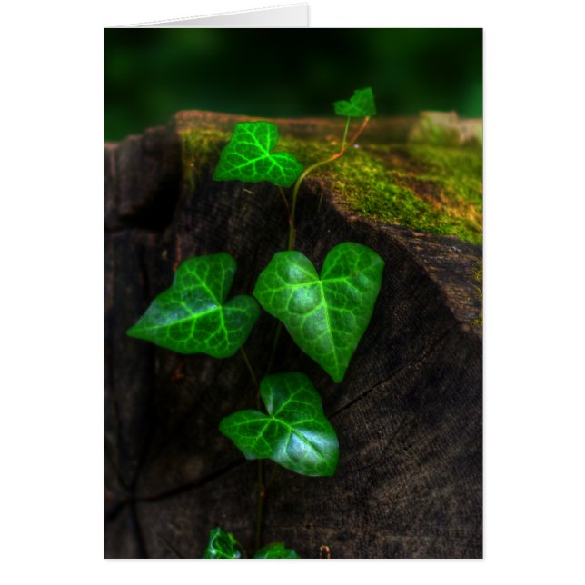 Corazones de marfil (Frente)