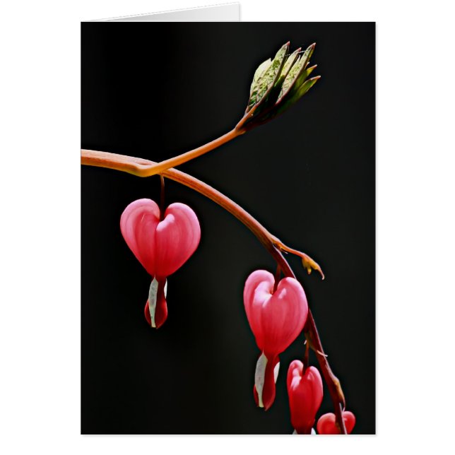 Corazones en una curva (Frente)