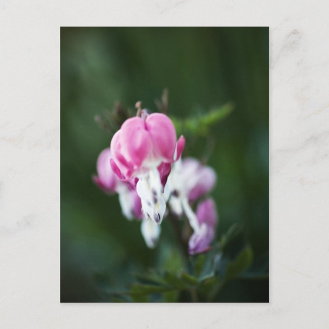 Corazones rotos alinean hacia arriba postal (Anverso)