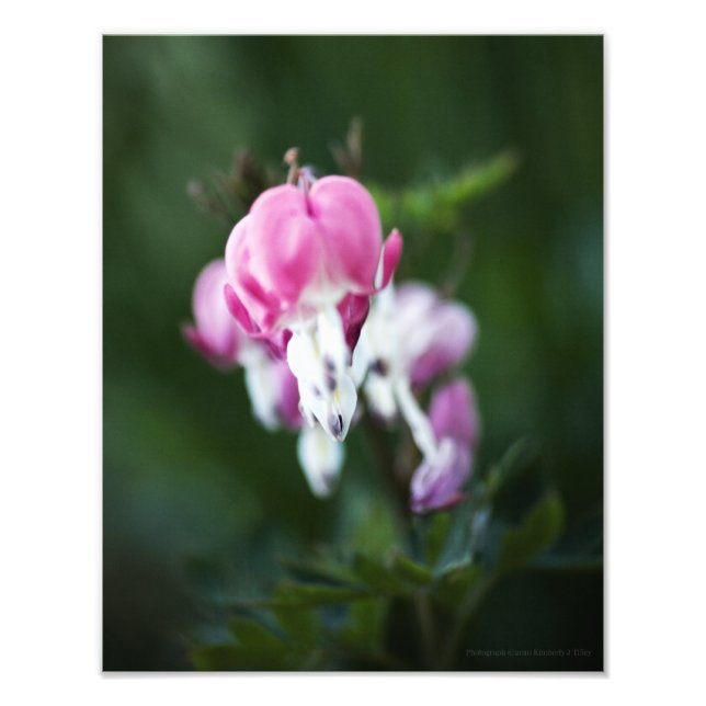 Corazones rotos alinear foto arriba (Frente)