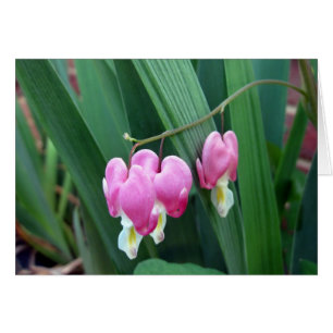 Corazones sangrantes