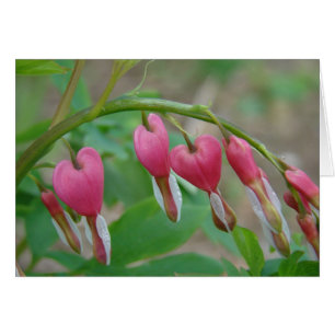 Corazones sangrantes