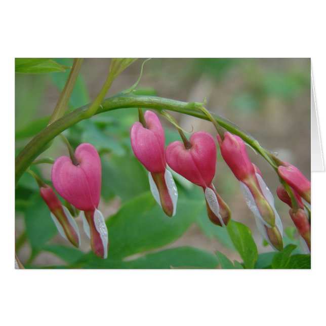 Corazones sangrantes (Anverso (Horizontal))