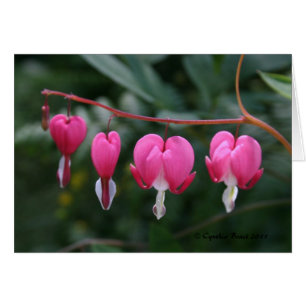 Corazones sangrantes