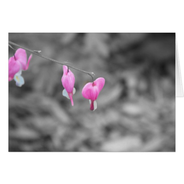 Corazones sangrantes el condado de Door (Anverso (Horizontal))