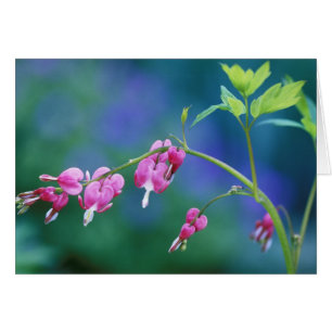 Corazones sangrantes rosados en jardín. Créditos c