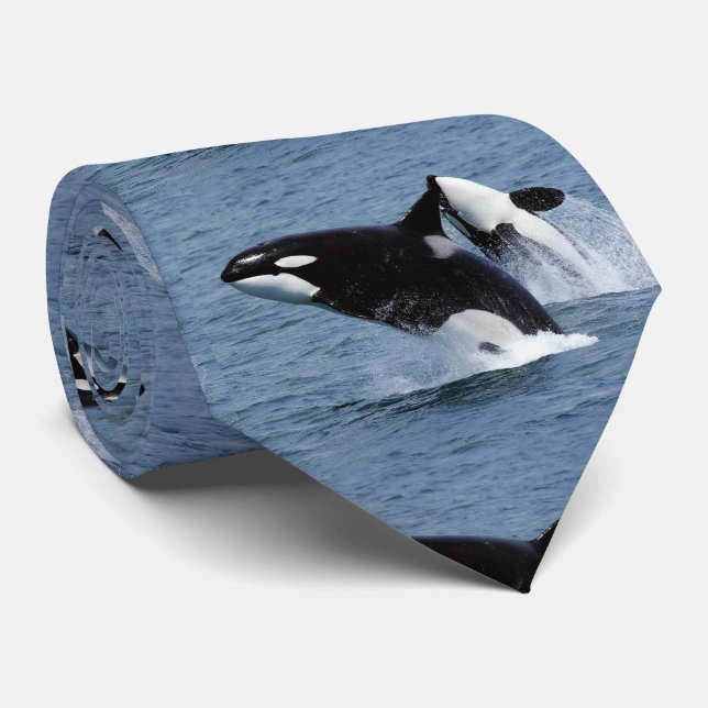 CORBATA キラークジラ (Enrollado)