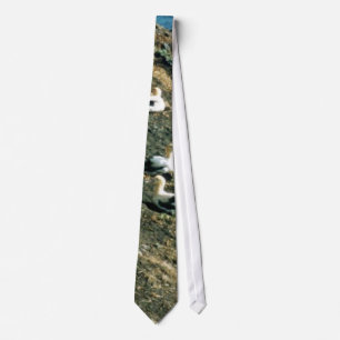 Corbata albatros Cortocircuito-atado
