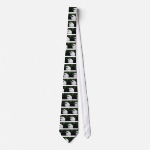 Corbata Aves
