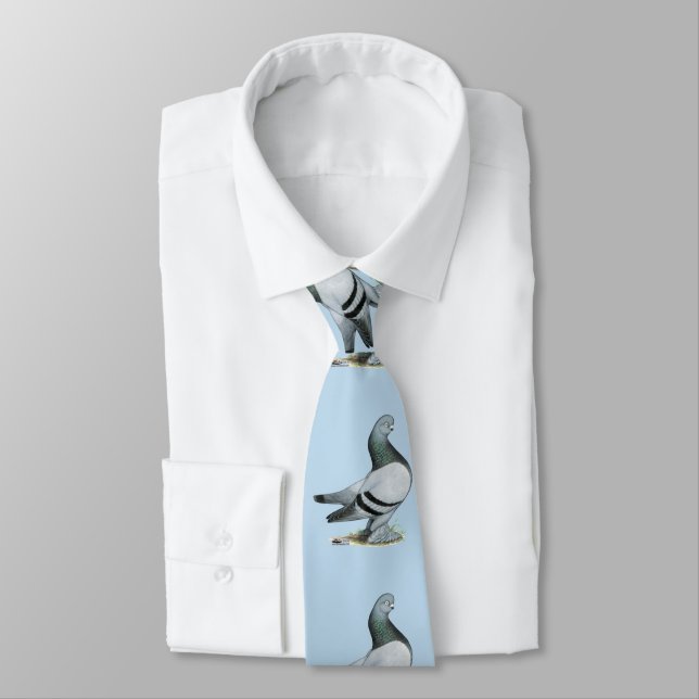 Corbata Berliner Tumbler Pigeon Blue Bar (Atado)